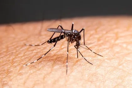Millions of Mosquitoes: Tech Giant’s Plan Sparks Public Health Fears