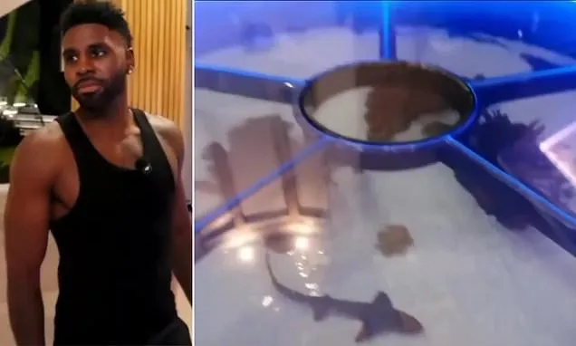 Jason Derulo Faces Backlash Over Shark and Ray Floor Aquarium