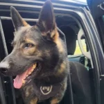 Fugitive Bikie Hospitalized After Police Dog Apprehension