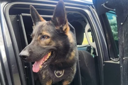 Fugitive Bikie Hospitalized After Police Dog Apprehension