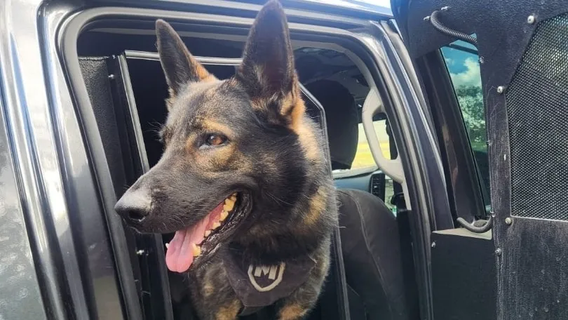 Fugitive Bikie Hospitalized After Police Dog Apprehension
