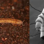Millipede Evolutionary Tree Unveiled: 460 Million Years of Terrestrial Pioneers