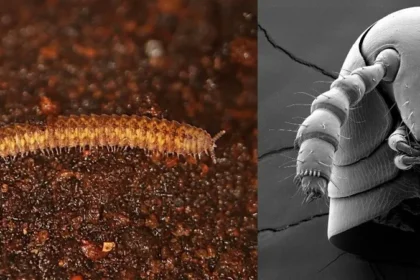 Millipede Evolutionary Tree Unveiled: 460 Million Years of Terrestrial Pioneers