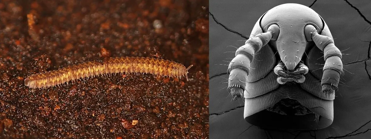 Millipede Evolutionary Tree Unveiled: 460 Million Years of Terrestrial Pioneers