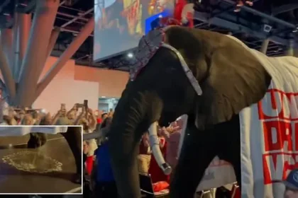 Elephant Urinates at Texas GOP Convention, Sparks Social Media Buzz