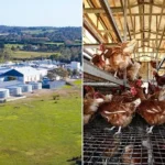 Western Australia Bird Flu: Poultry Giant Locks Down Farms