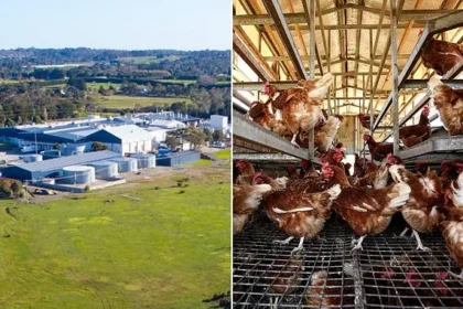 Western Australia Bird Flu: Poultry Giant Locks Down Farms