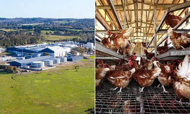 Western Australia Bird Flu: Poultry Giant Locks Down Farms